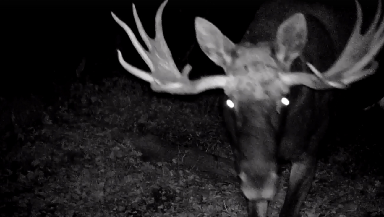 Лесной фотоловушкой в марийском заповеднике заинтересовался сохатый
