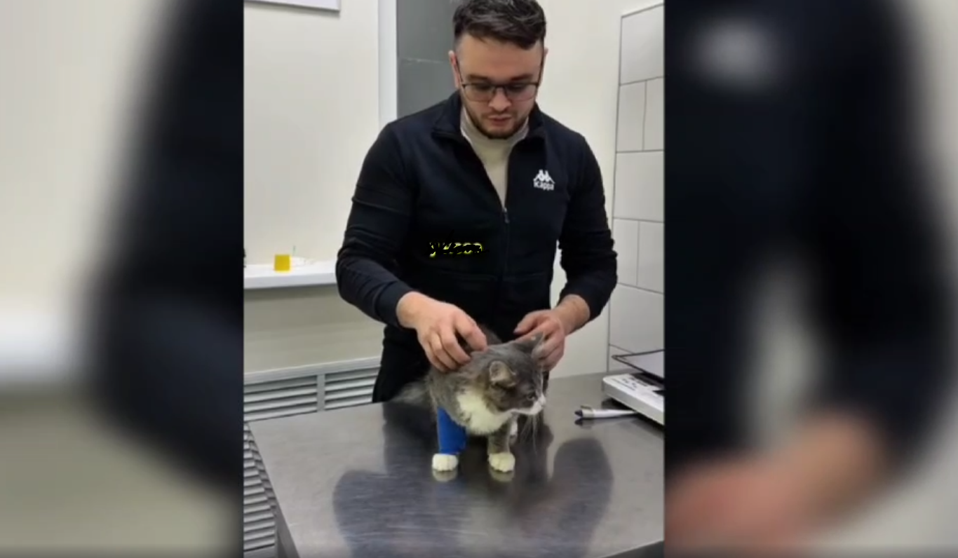Ветеринар дарил второй шанс на жизнь 