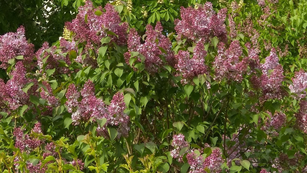 За сорванный букет сирени в Йошкар-Оле можно сесть в тюрьму
