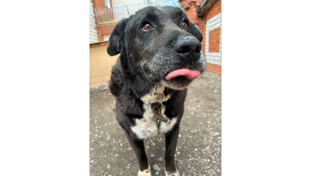 Территорию МО МВД России «Медведевский» покинул охранник