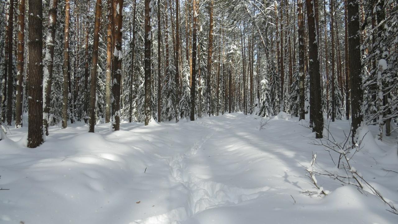 В марийском заповеднике у таинственных и осторожных хищников начался гон