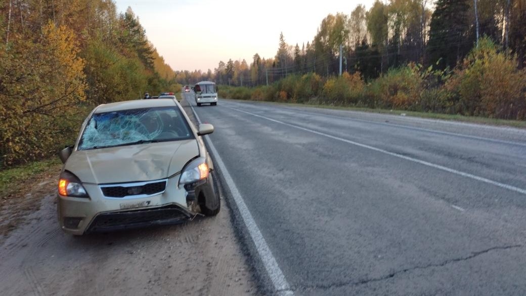 В Марий Эл растёт число ДТП с участием диких зверей