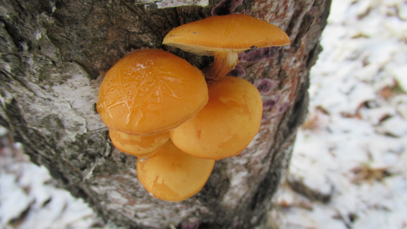 В лесах Марий Эл пошли зимние грибы