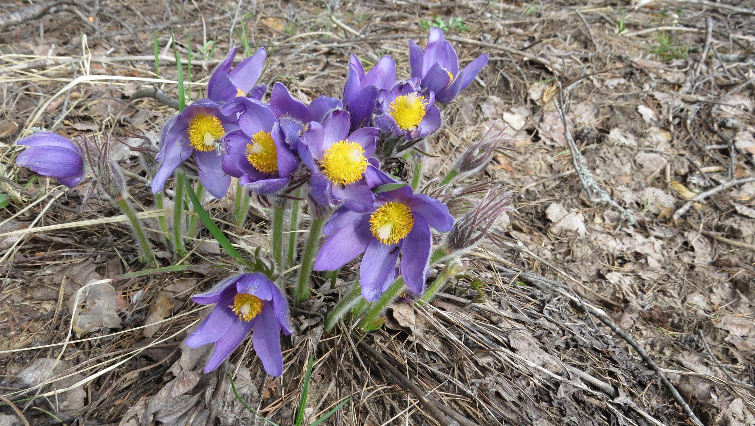 В заповеднике «Большая Кокшага» пришло время первоцветов