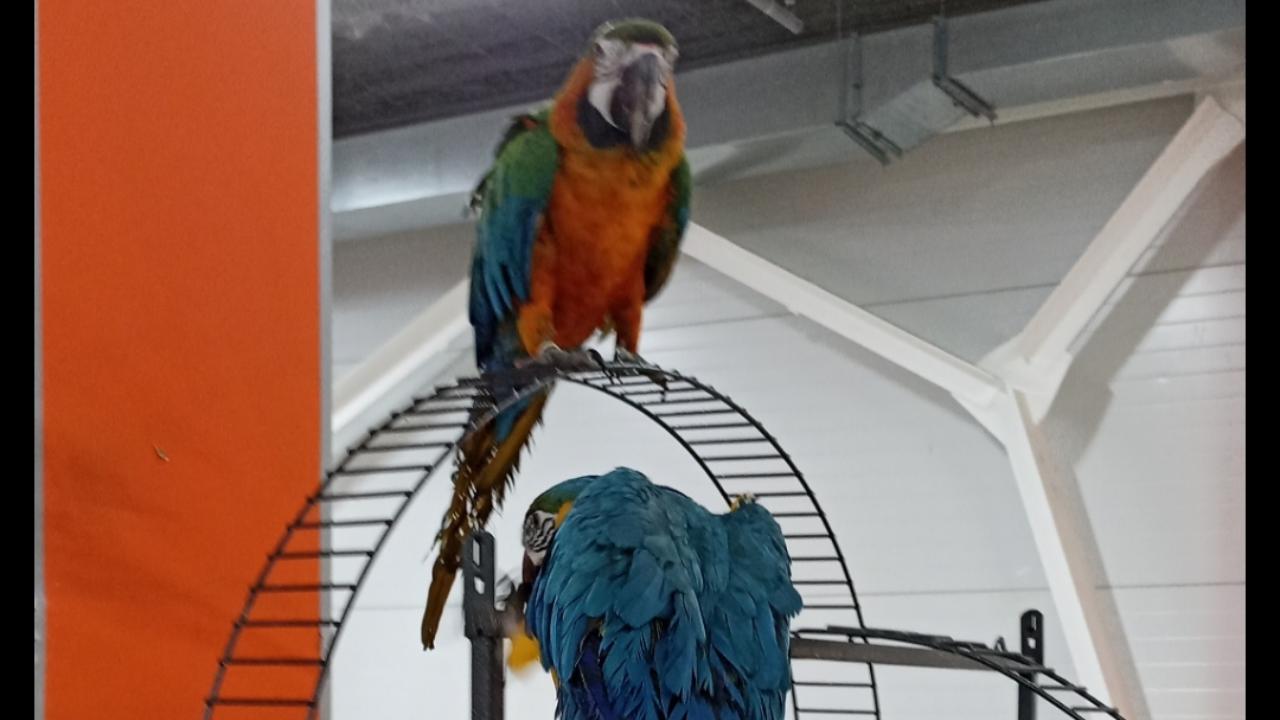 В Йошкар-Оле на выставке демонстрируют животных, которых показывать запрещено