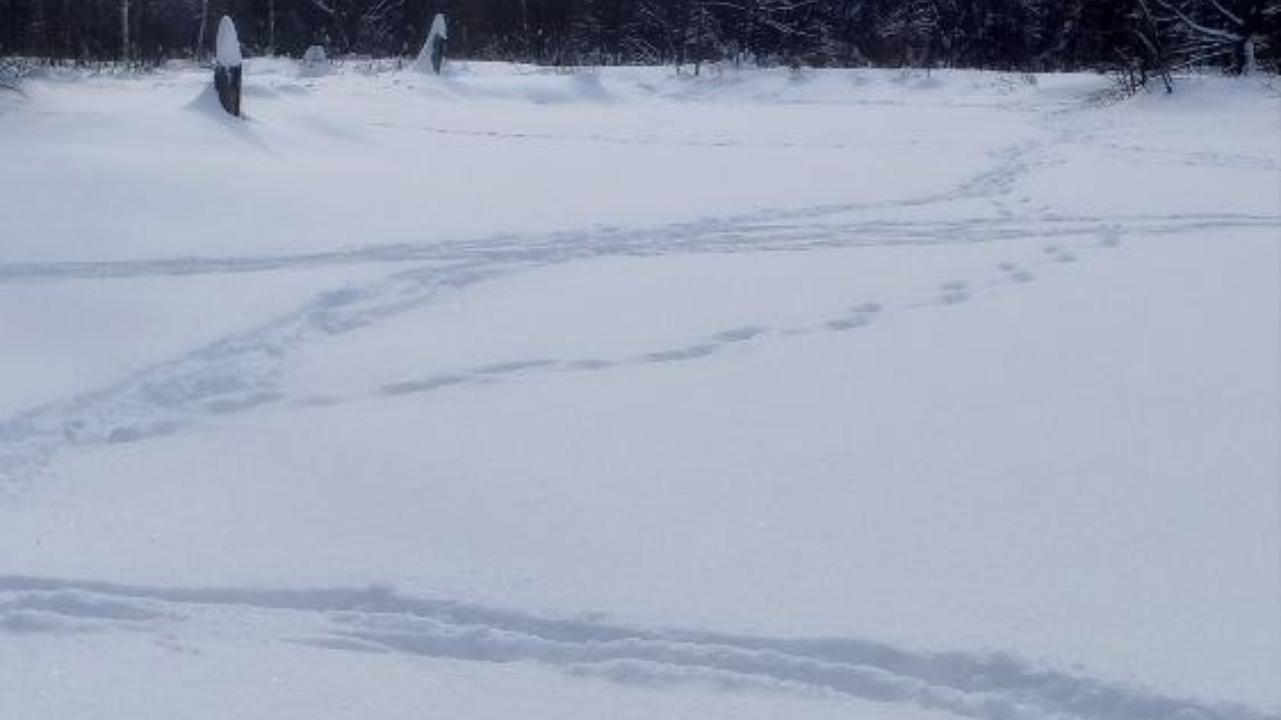 Замёрзшую реку Илеть в Марий Эл облюбовали дикие животные