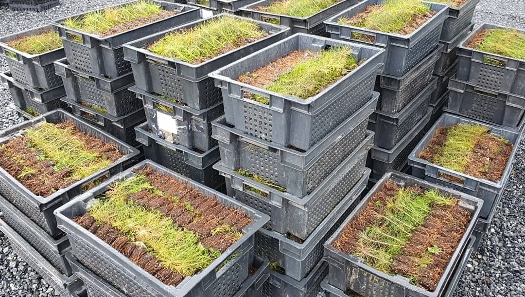 Технологией ПГТУ по посадке леса заинтересовалось общество охраны природы