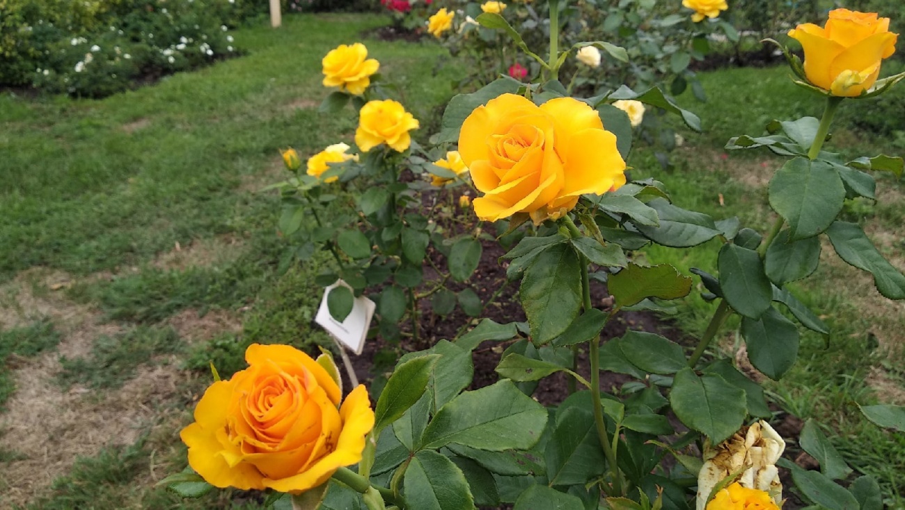 В Ботаническом саду рассказали, как спасали от жары розарий