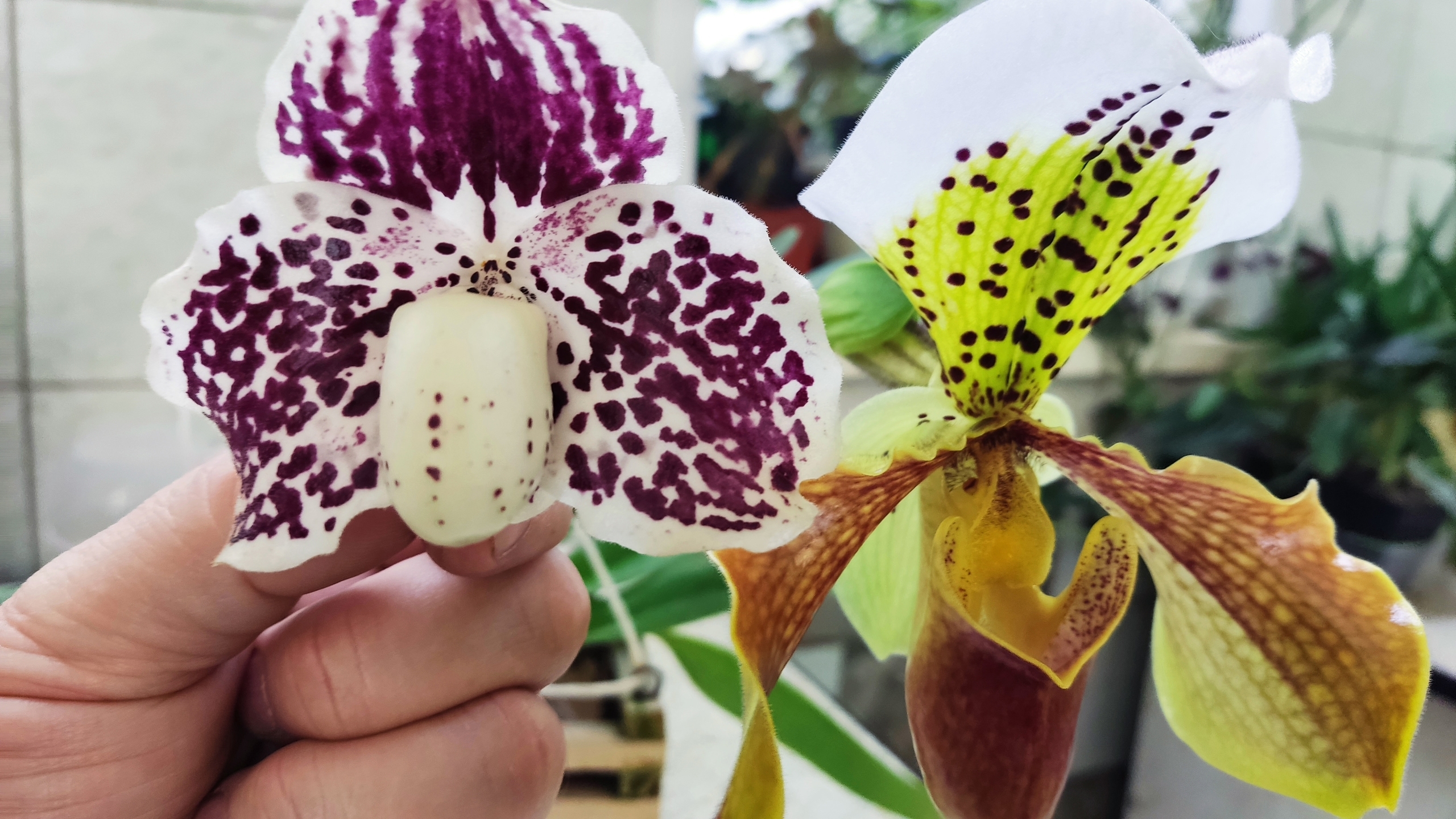 В Йошкар-Оле цветоводы скрещивают орхидеи особым способом 