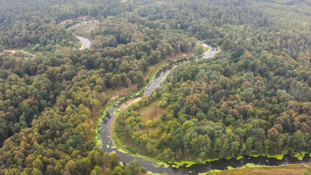 До 21 июля в Медведевском районе запретили посещение лесов