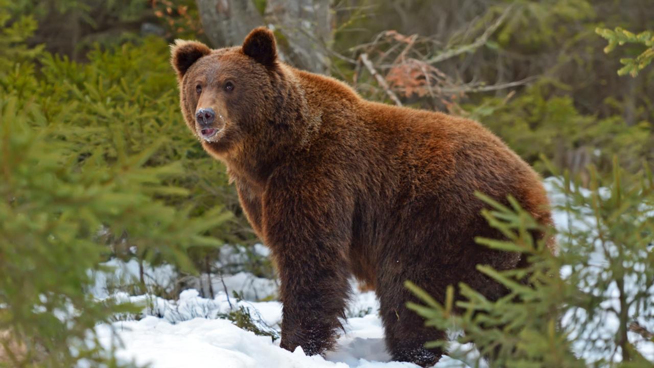 Специалист пояснил, почему медведи в лесах Марий Эл проснутся не голодными