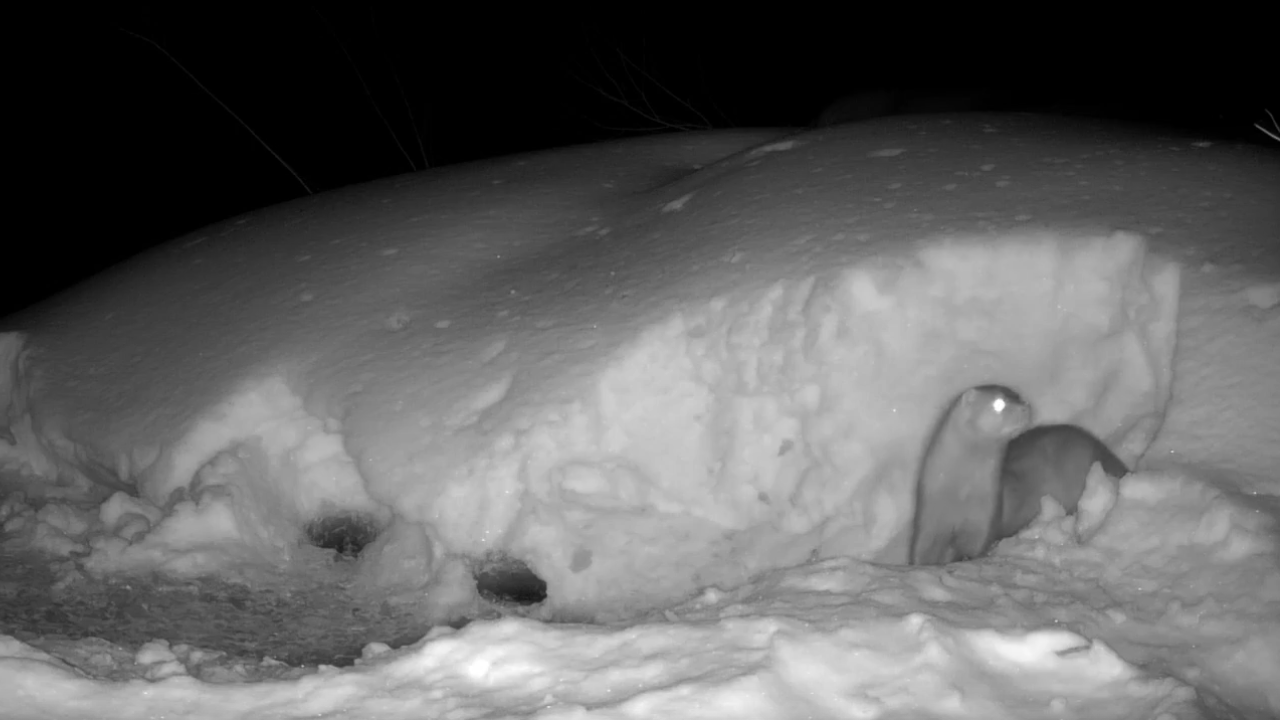 В заповеднике «Большая Кокшага» речная выдра устроила ночной променад