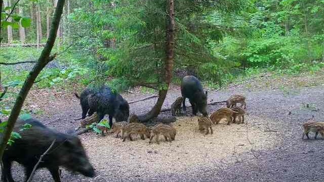В Лушмарском лесничестве заметили группу кабанов с малышами