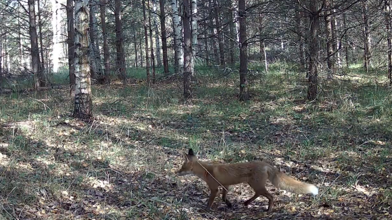 В заповеднике «Большая Кокшага» звери переодеваются в зимние шубки