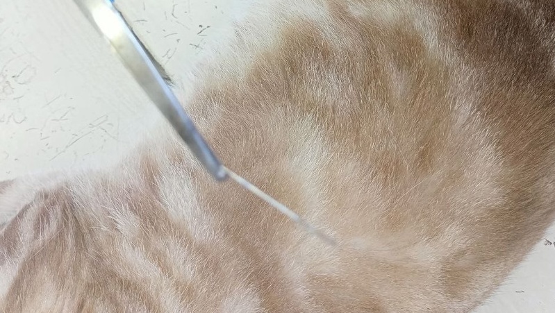 В Волжском районе из пасти кошки извлекли иглу 18+