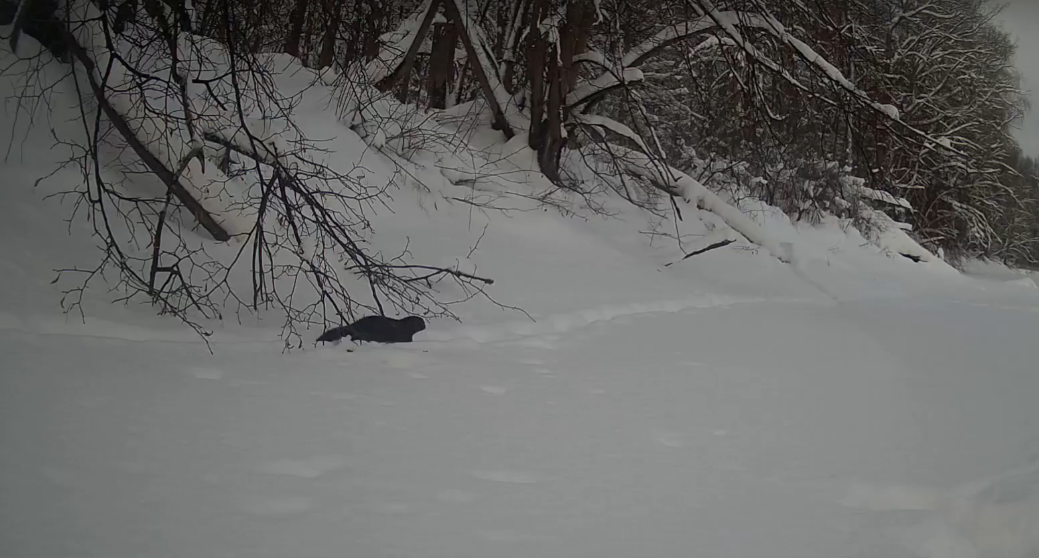 В марийском заповеднике обитает пушной зверь, который питается раками  
