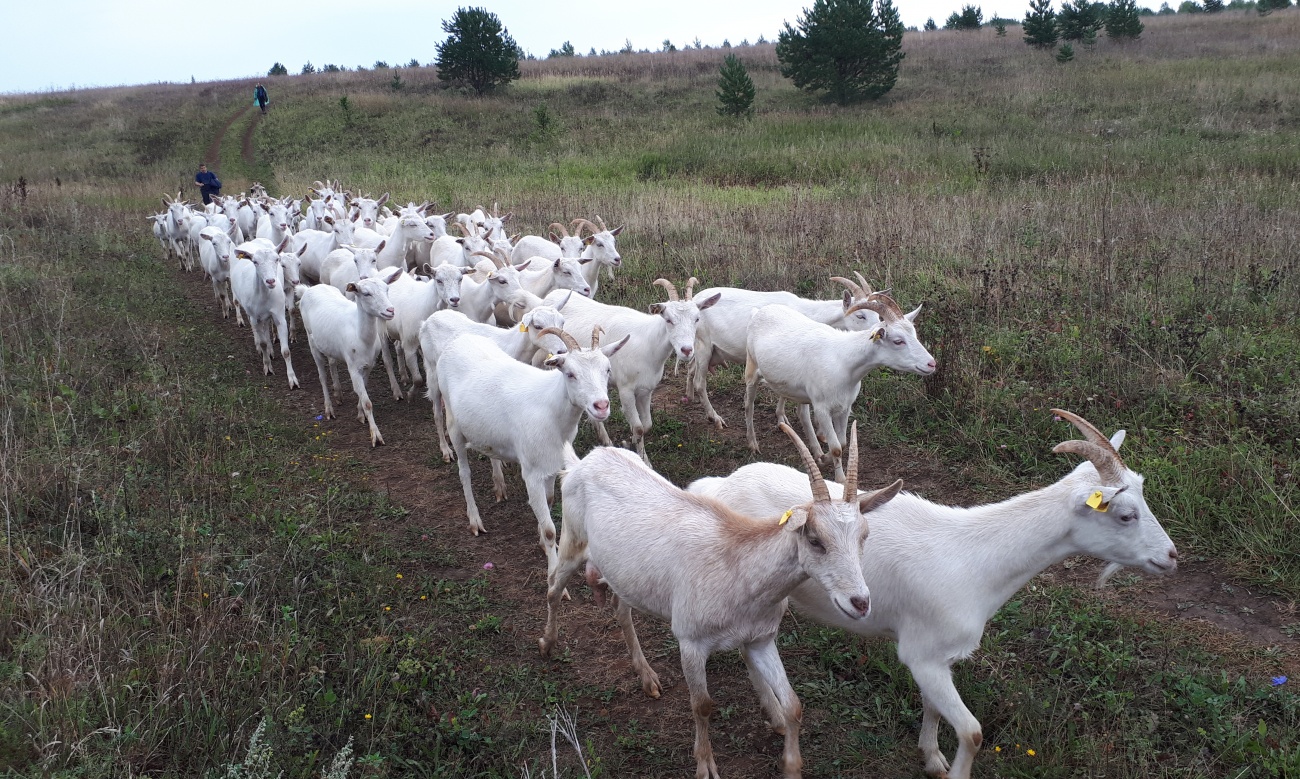 Аграрии Марий Эл гранты «Агростартап» используют по прямому назначению