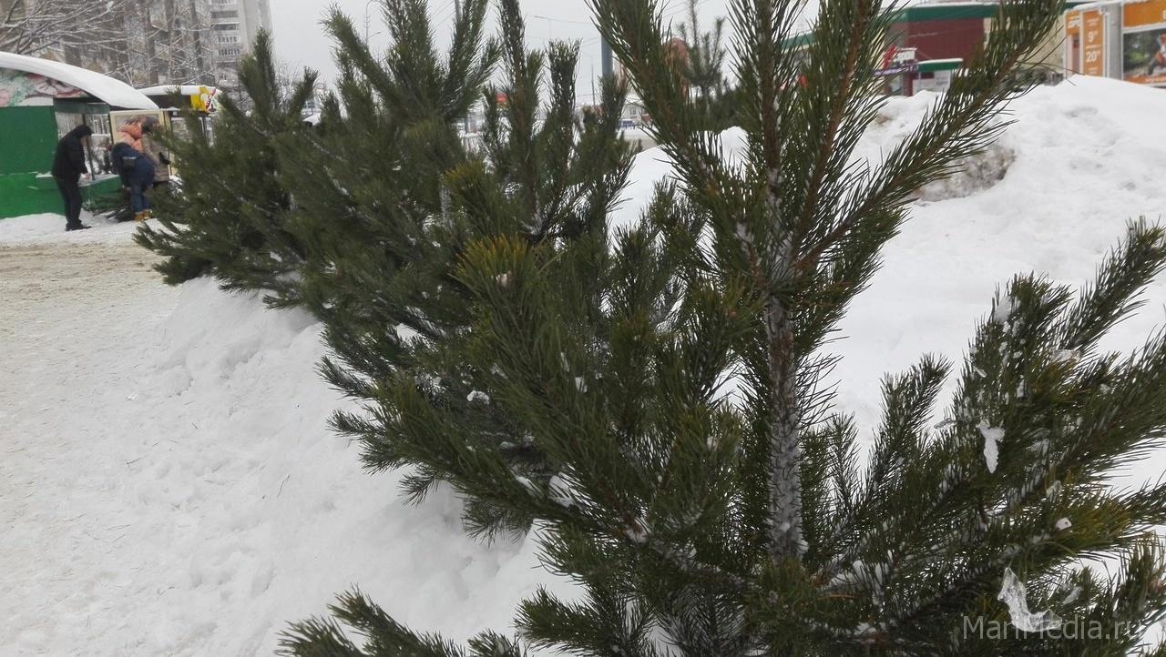Незаконно срубленная ёлка может обойтись нарушителю в 300 тысяч рублей