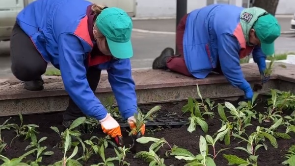 Озеленители рассказали, по какому принципу высаживаются цветы на клумбах Йошкар-Олы