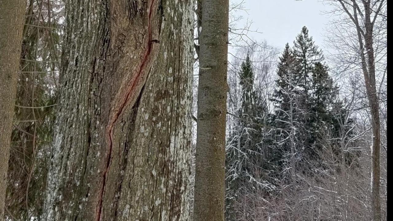 Экологи объяснили, из-за чего на дубах в Йошкар-Оле появились трещины