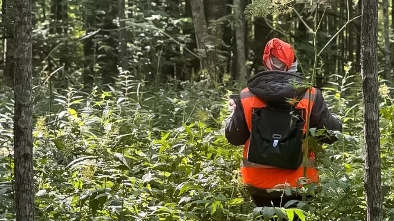 В июле волонтёрам «ЛизаАлерт» Марий Эл на поиск поступила 41 заявка