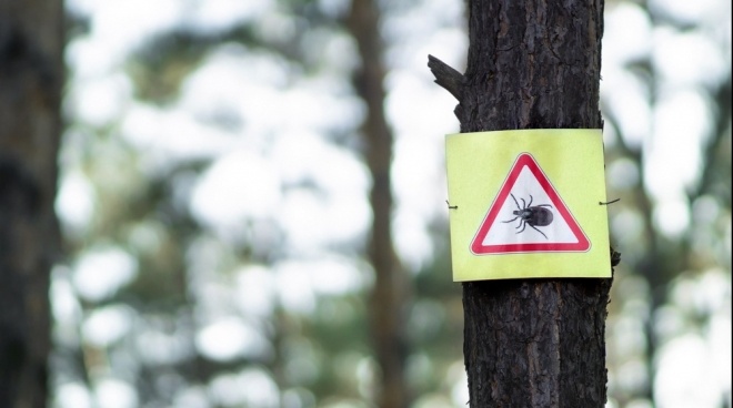 За неделю нападения клещей на жителей Марий Эл сократились более чем вдвое