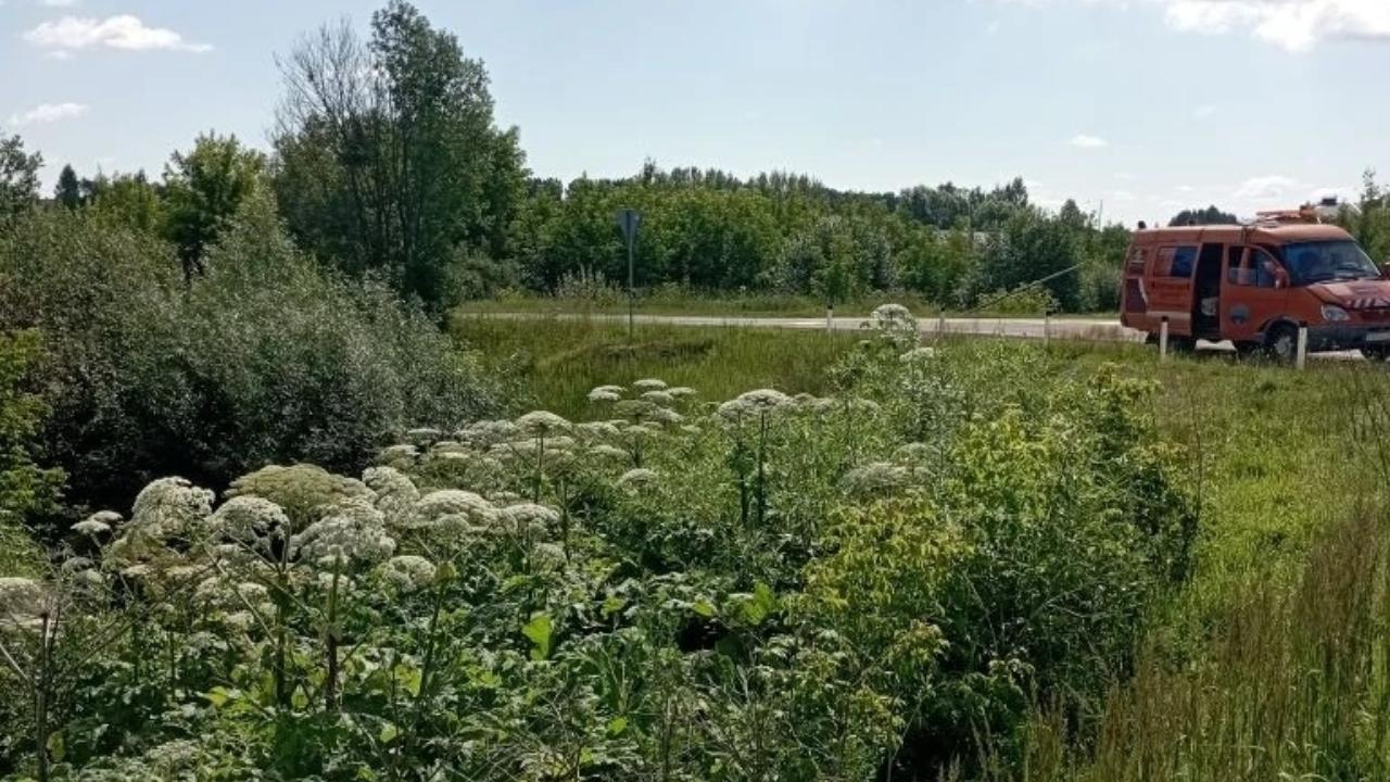  Возле трасс в Марий Эл уничтожают крайне живучего агрессора