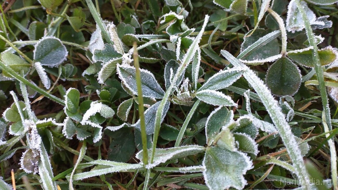 Минсельхоз рекомендует садоводам Марий Эл запастись укрывным материалом и дымовыми шашками