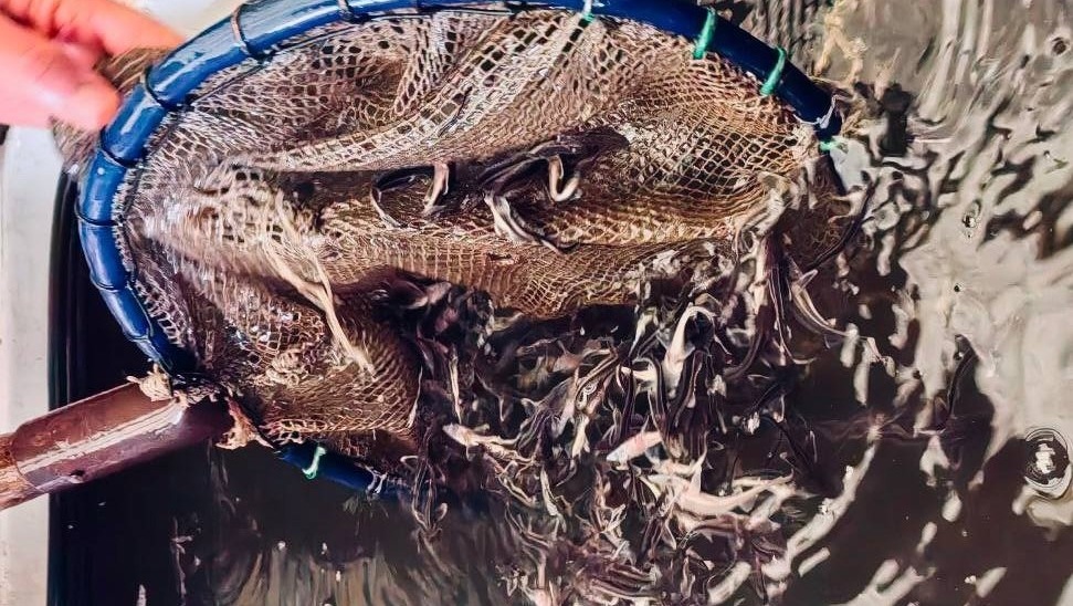 В районе Козьмодемьянска выпустили стерлядь