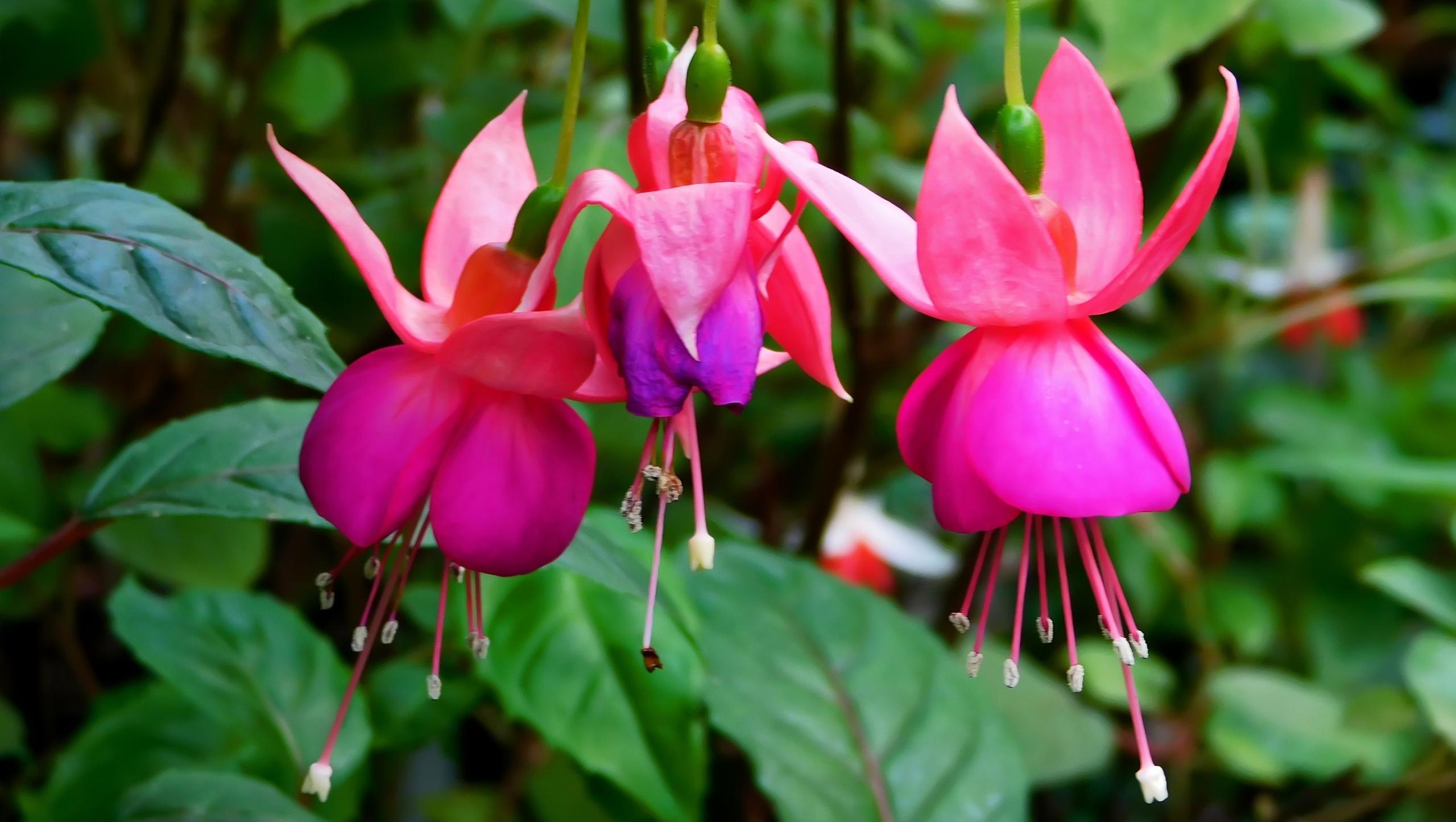 Ботаники Йошкар-Олы поделились, как заставить фуксию цвести пышным цветом