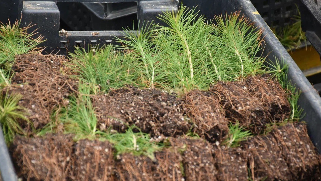 В Марий Эл стартовала международная акция «Сад памяти»