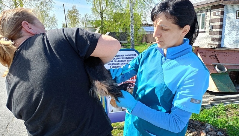 Ветеринары Йошкар-Олы проводят плановую вакцинацию против бешенства