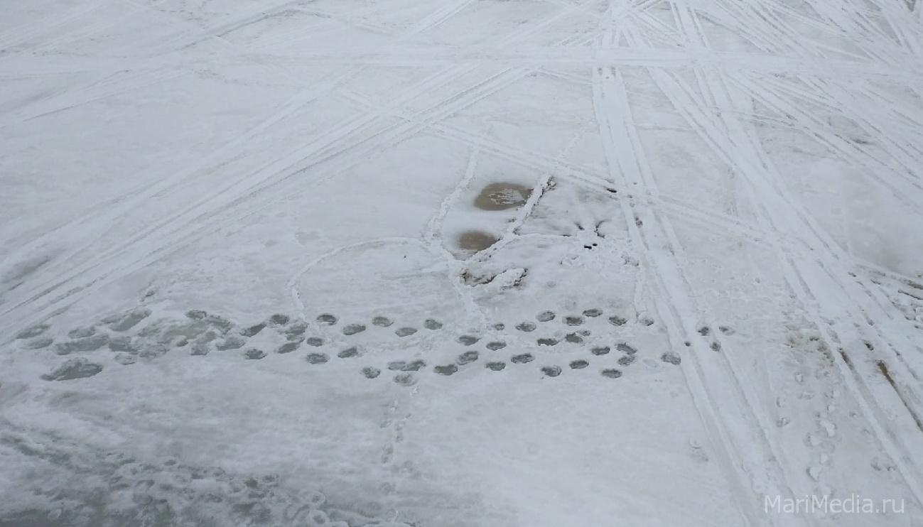 Лёд на Малой Кокшаге становится опасным