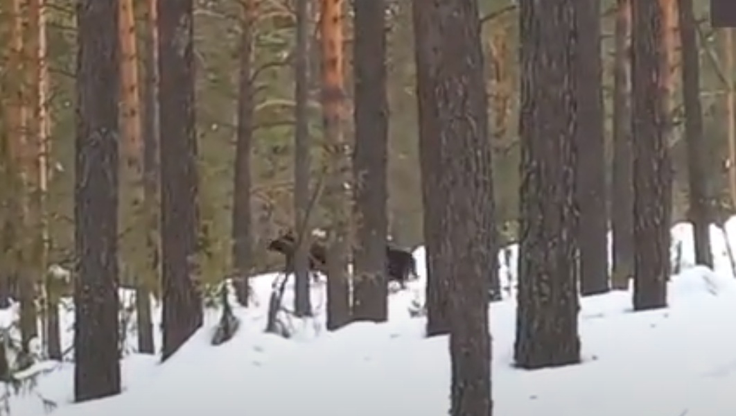 В парке «Марий Чодра» поделились редкими кадрами встречи с двумя лосями