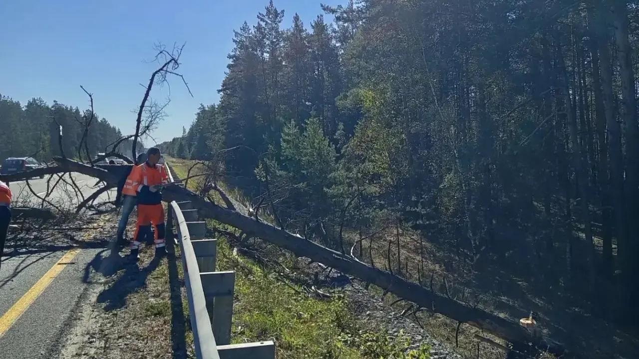 В Марий Эл на обочинах дорог спиливают опасные деревья