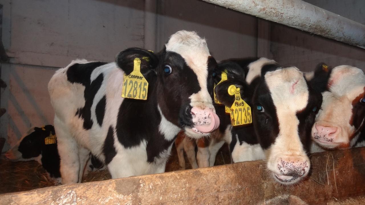 В Новоторъяльском районе построят новый телятник на 200 голов