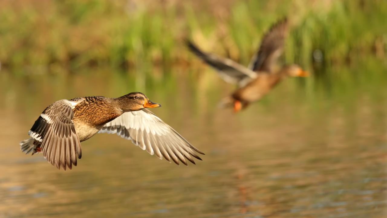 В Марий Эл стартовал сезон охоты на селезней уток