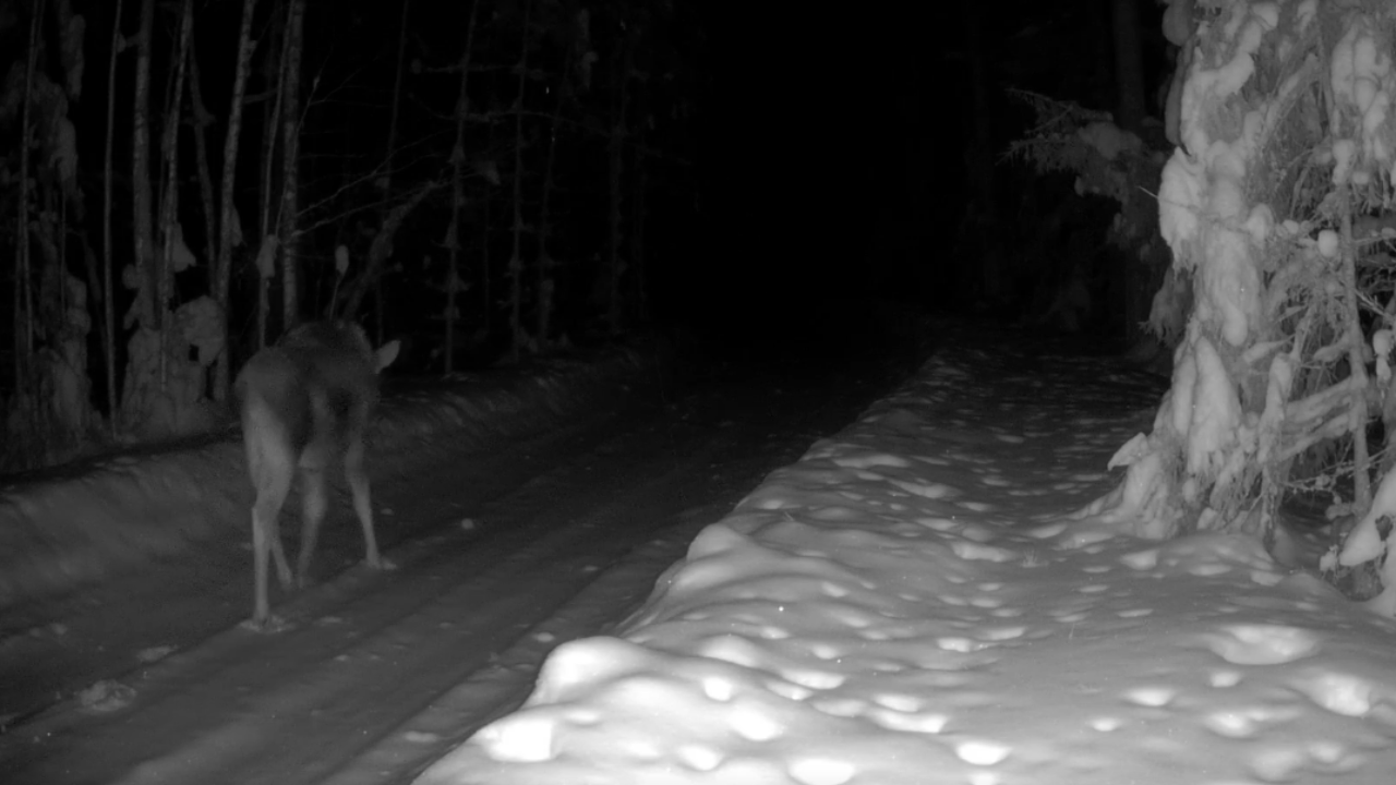 Ночью в заповеднике «Большая Кокшага» на лесной дороге можно столкнуться с сохатым