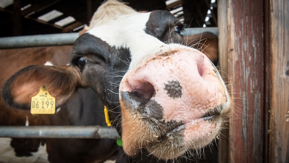 В Марий Эл ветслужба готовится к осенней диспансеризации животных
