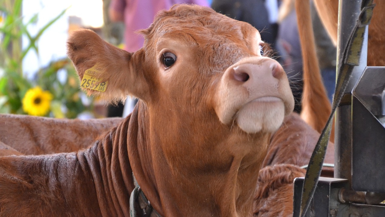В Марий Эл формируется делегация фермеров в Техас на ярмарку