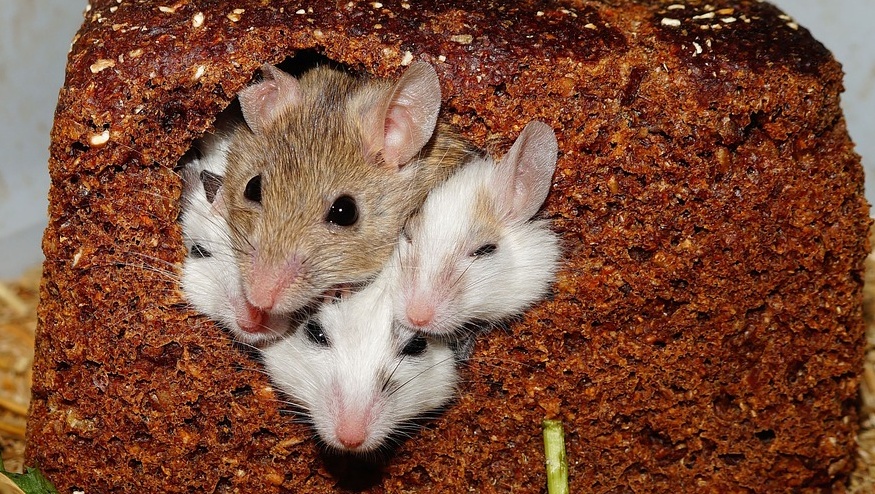 В Марий Эл в мае 10 человек заболели «мышиной лихорадкой»