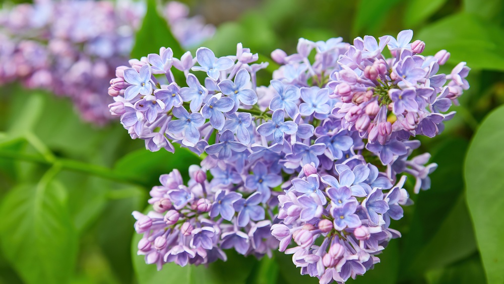 На улицах Йошкар-Олы высадят дёрен, кизильник, снежноягодник и сирень