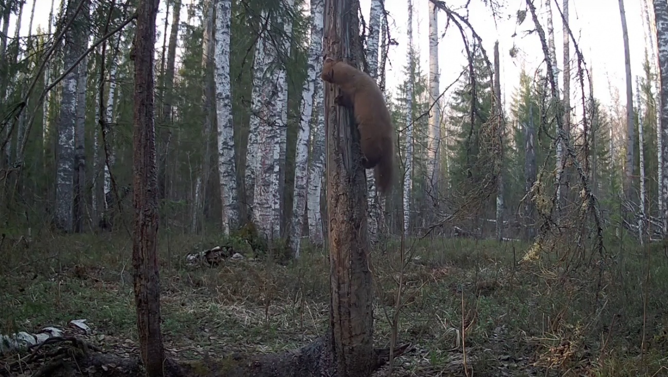 В заповеднике в Марий Эл на деревьях обитают куницы