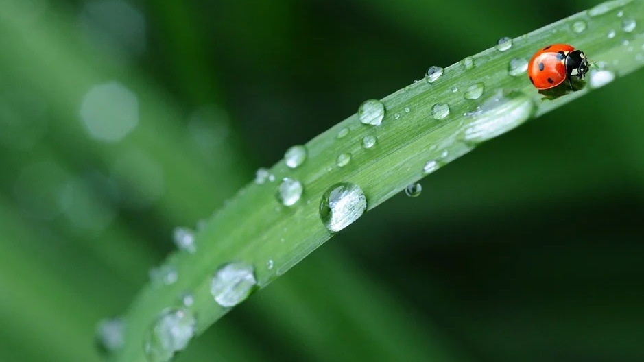 В Марий Эл ближайшие дни ожидается умеренное тепло с дождями