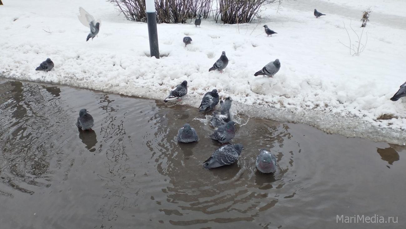 В Марий Эл пришла весна: днём плюс, ночью — легкий минус