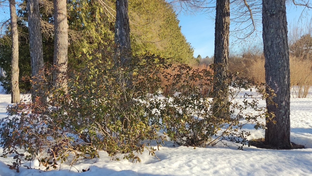 В начале недели в Марий Эл воздух прогреется до +5ºС