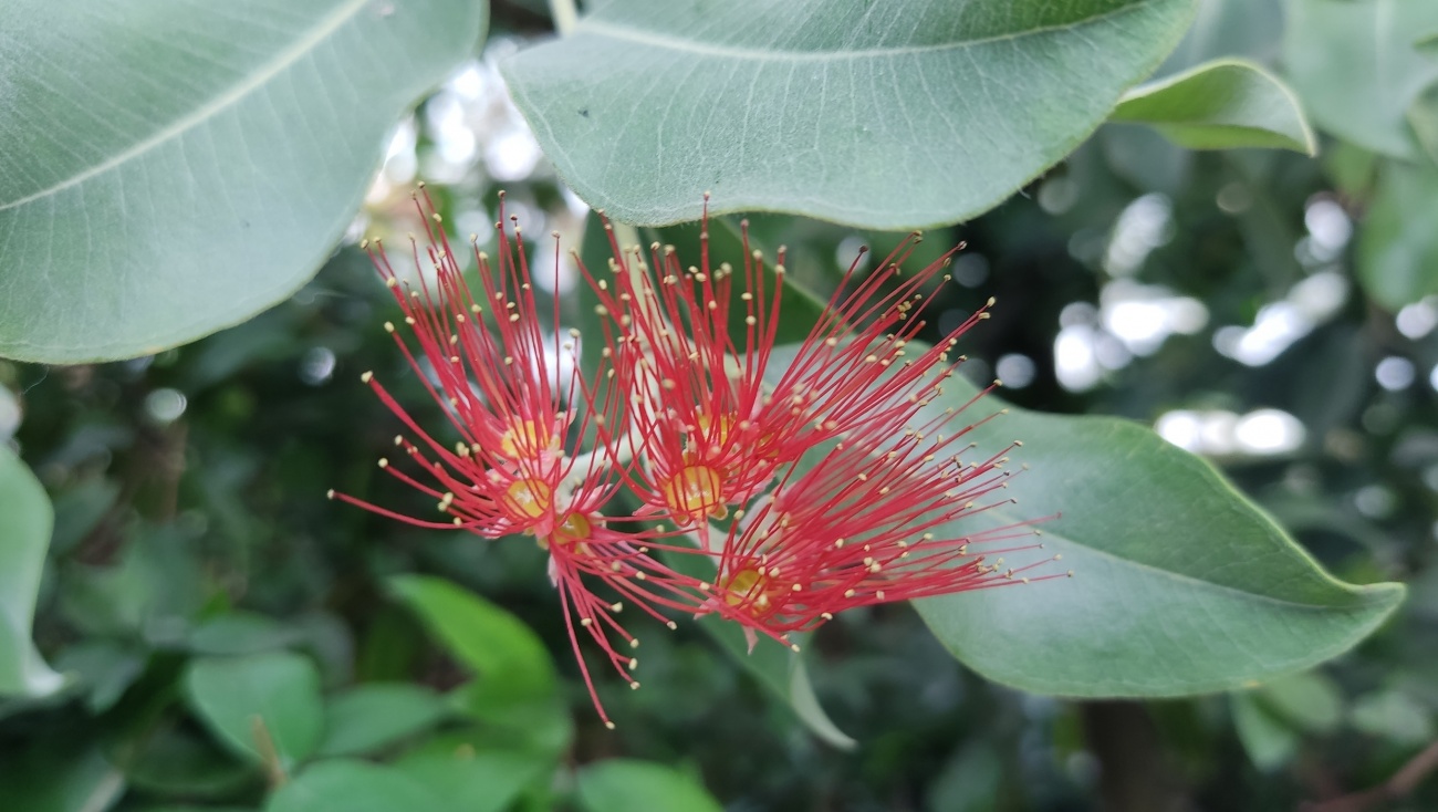 В Ботсаду Йошкар-Олы расцвело «Железное дерево»