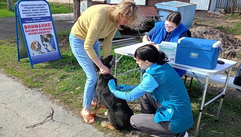 На следующей неделе в Игнатьево будут вакцинировать от бешенства