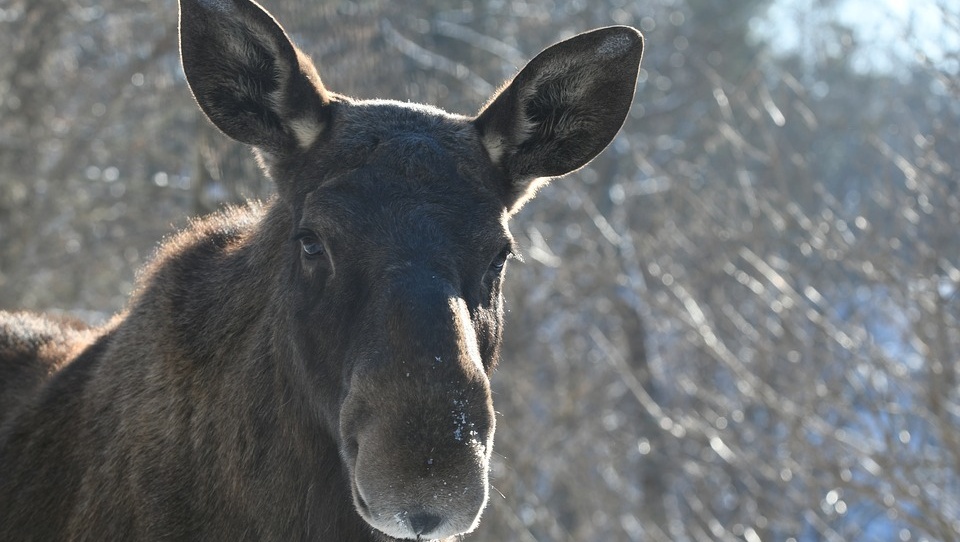 В Нижегородской области, лосёнка провалившегося под лёд, вернули в лес