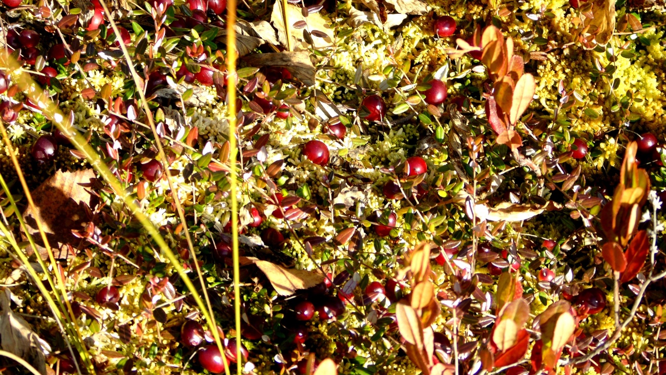 В Марий Эл клюквенники начинают зарастать сосновым лесом